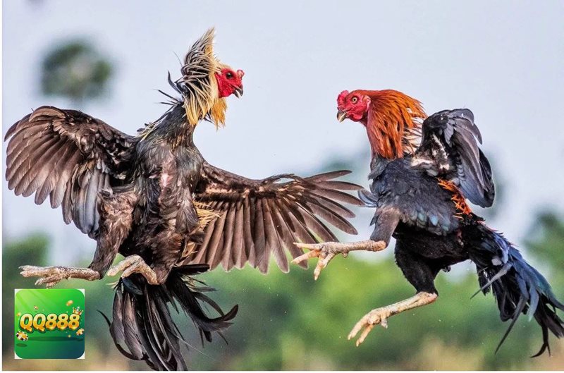 Đá gà tre - Giao diện gọn gàng, hỗ trợ quan sát dễ hơn
